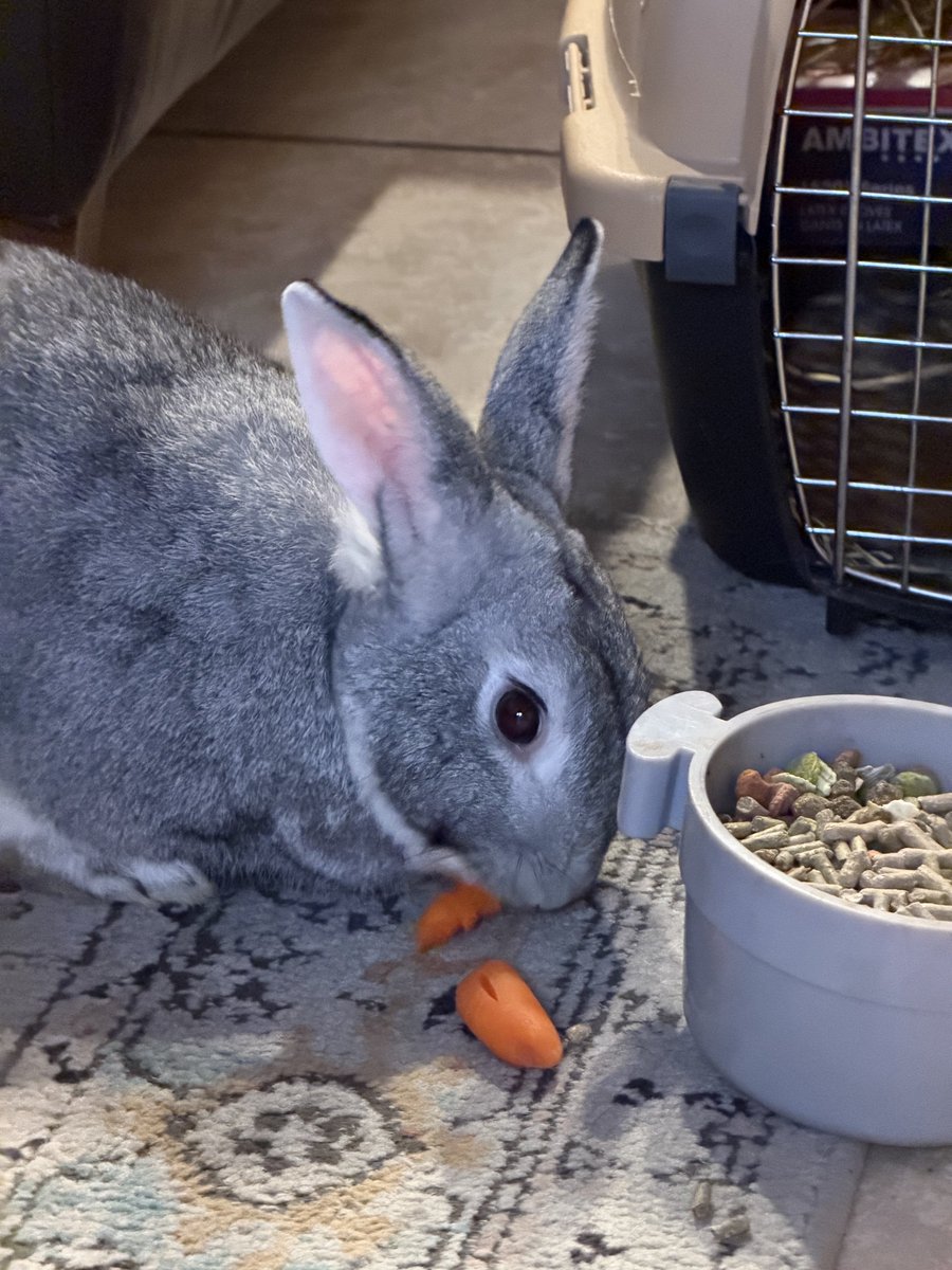 Anthony Garone tweet media