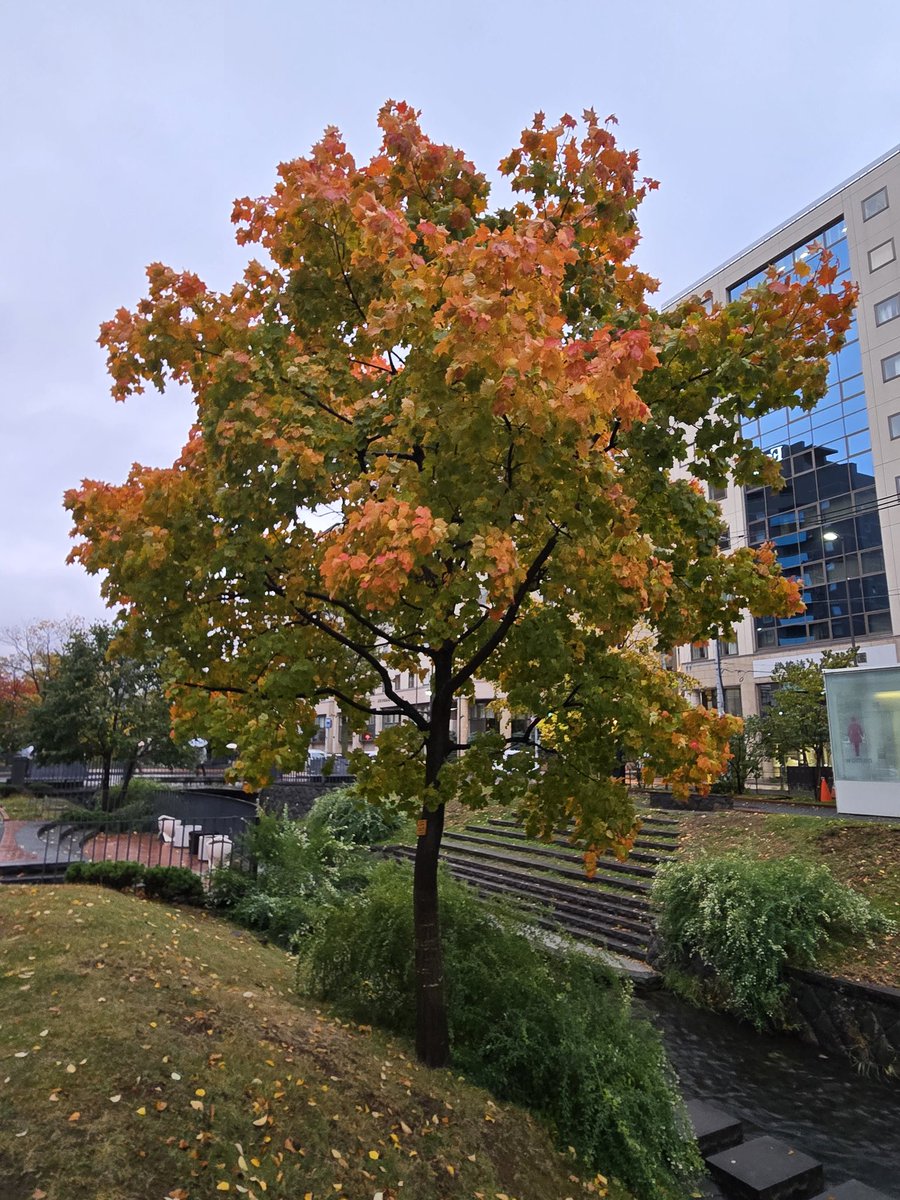 そこらへんの落ち葉 SASSAFRAS のデニムが カッコイイ👍👍】 ササフラス定番のFALL