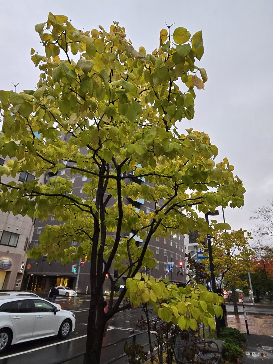 そこらへんの落ち葉 ぼん on X: 