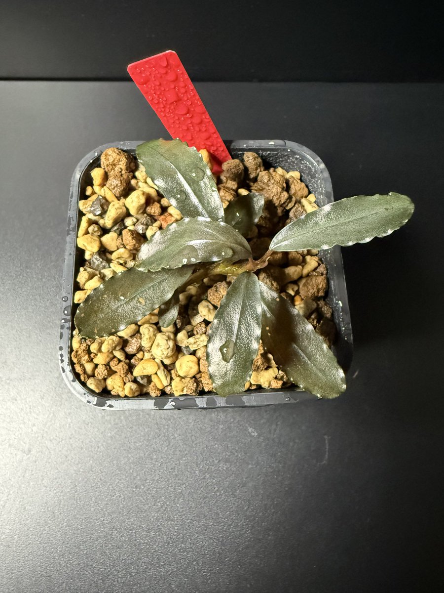 nibeya_plants's tweet photo. Bucepharandra sp. "Sintang-1DS"
from Sintang 【HW0220-03】
HW周年祭2日目は23番でした😀
天一でも1DSを購入させていただきましたが、なんとも言えない独特な色が個人的に大好きでおかわり🌱
しっかり色出せるように面倒見ます😚
#Bucepharandra
#ブセファランドラ https://t.co/sAga2PL9O2