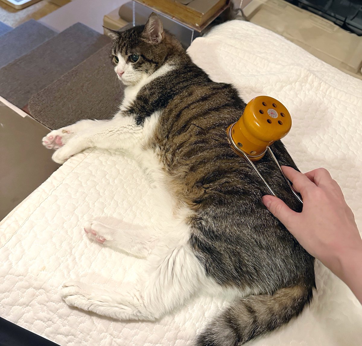 猫千代　0606 TWIN CATS | sen no STORE