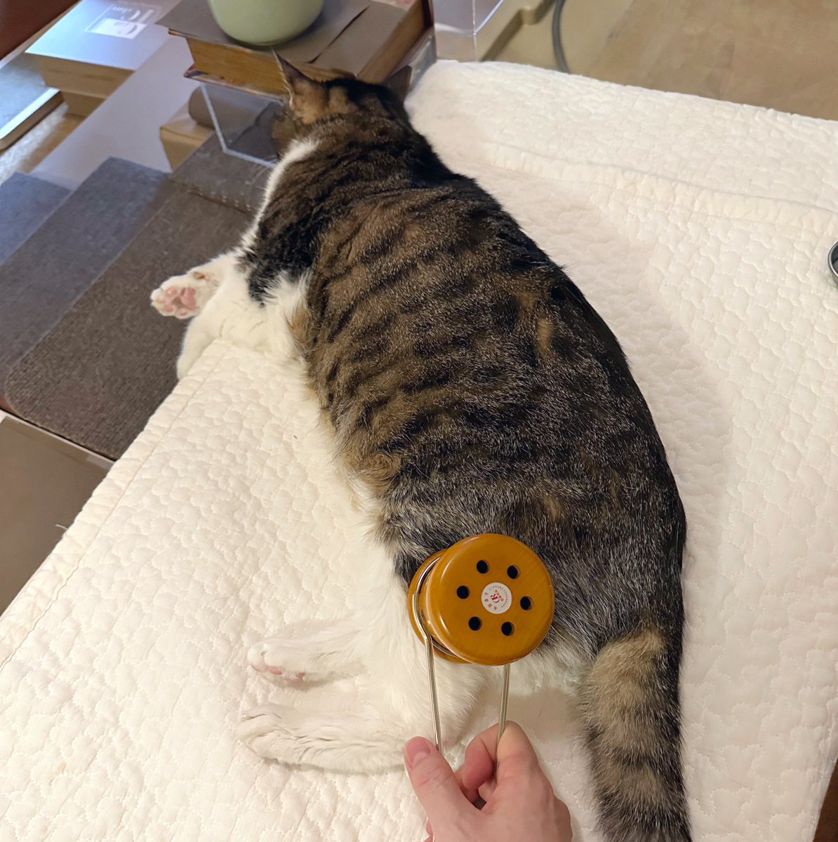 猫千代　0606 TWIN CATS | sen no STORE