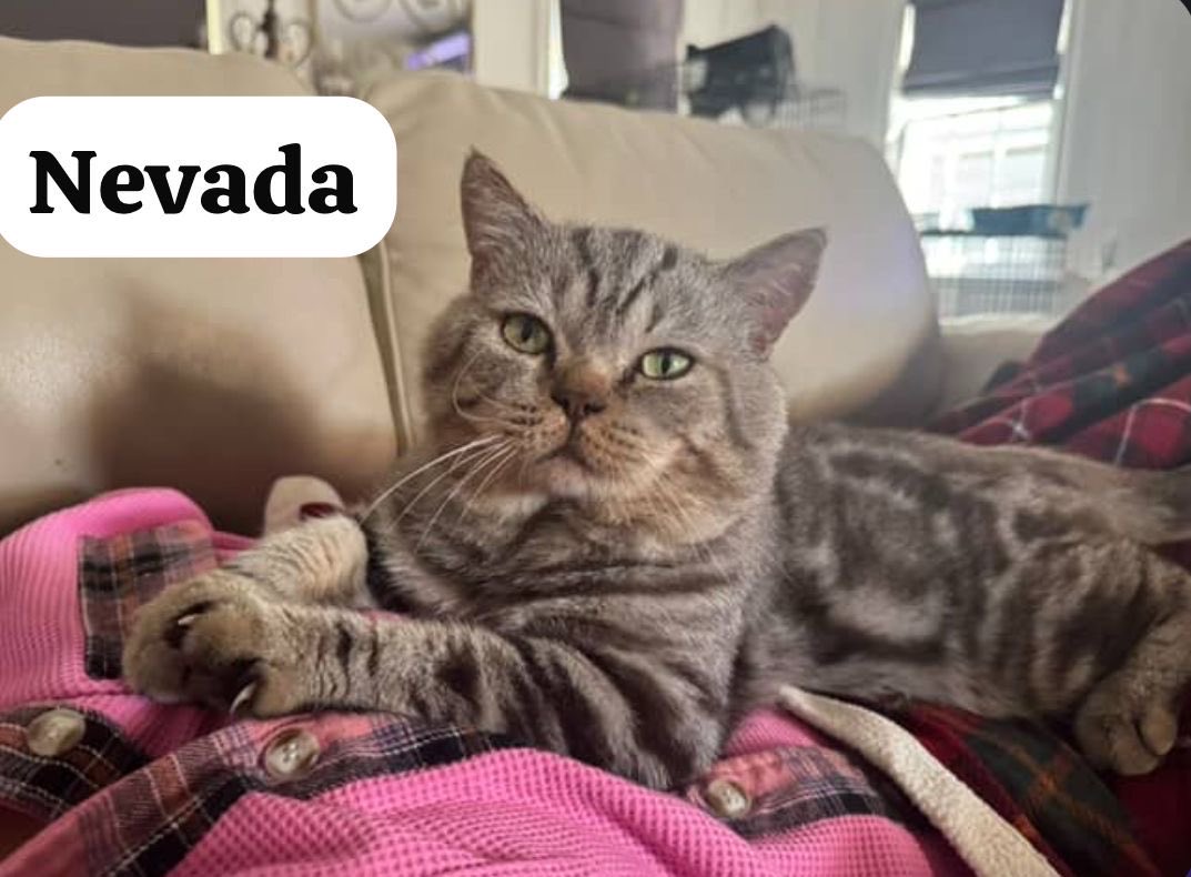 Meet Nevada! 🌟

🐾 3–4 YO boy 

He was found on the streets, starving, frightened and left to fend for himself after being abandoned by his previous owners.

Nevada is FIV+ but FeLV-, and with proper care, he can live a long, happy, healthy life.

#adoptme