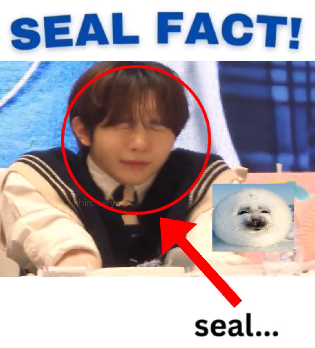 shiroseryo's tweet image. #seal