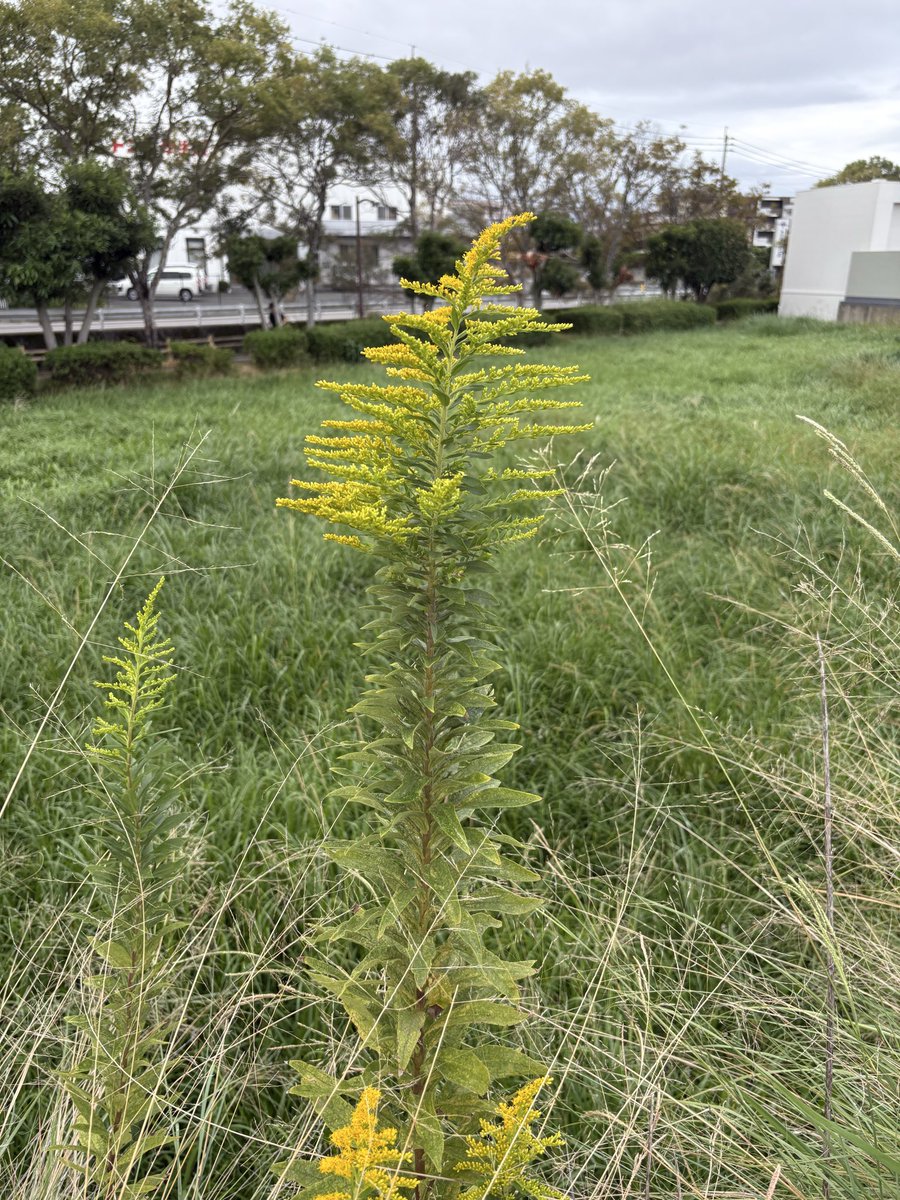ブタクサが全盛期ですね。いつも思う。なぜブタなのだろうか、あのブタではないのかと思って調べるとやっぱりあの豚。豚が食べるのか？あと花粉症の原因でもあるらしいね。花粉症じゃないからわからんが。あと佐賀の人あたりが言ってるみたいだよね「あれなんね？」「豚くさ」（おこられる