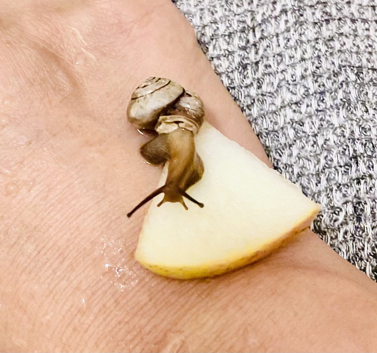 スズカSuzuka🗾🐌 (@pTeLaNOGHRtRPQ6) / Posts / X