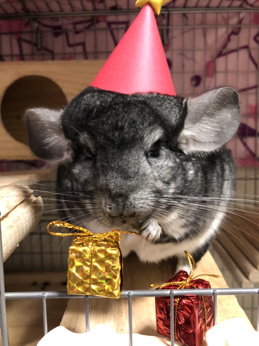 そろそろお誕生日だねちゃまる