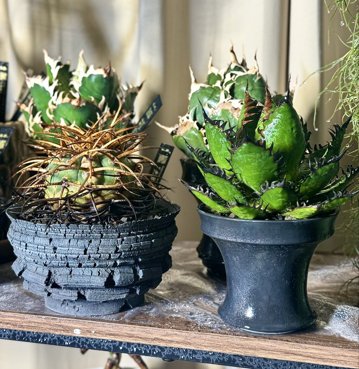 ホリダ　楊炎　超選抜株　大株 ホリダ 楊炎 超選抜株 大株 ホリダ 楊炎 超選抜株 大株 ホリダ 楊炎