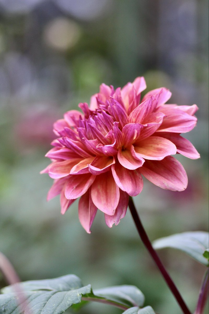 umeboshi3882's tweet image. おはようございます☺️

#なばなの里 #TLを花でいっぱいにしよう #flower