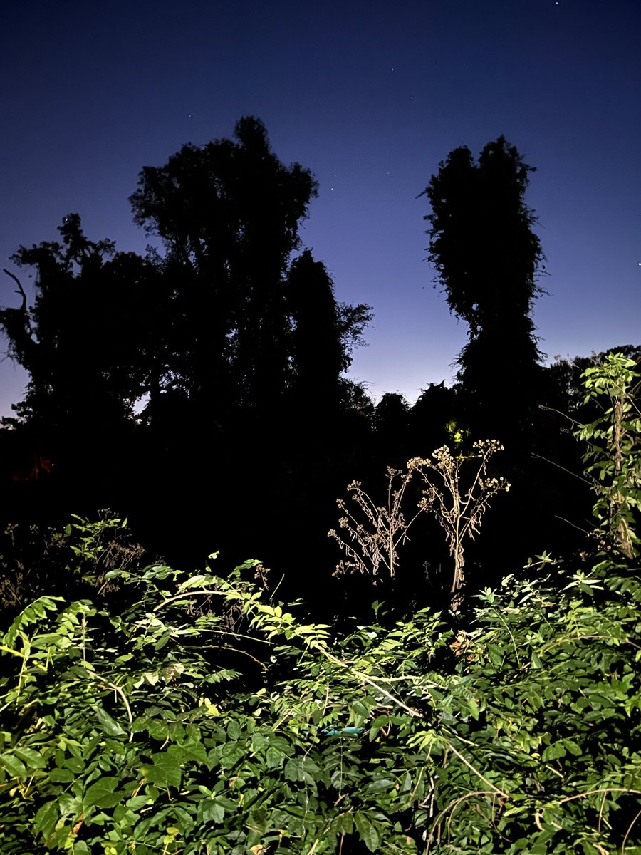 anju 🦌 tweet media