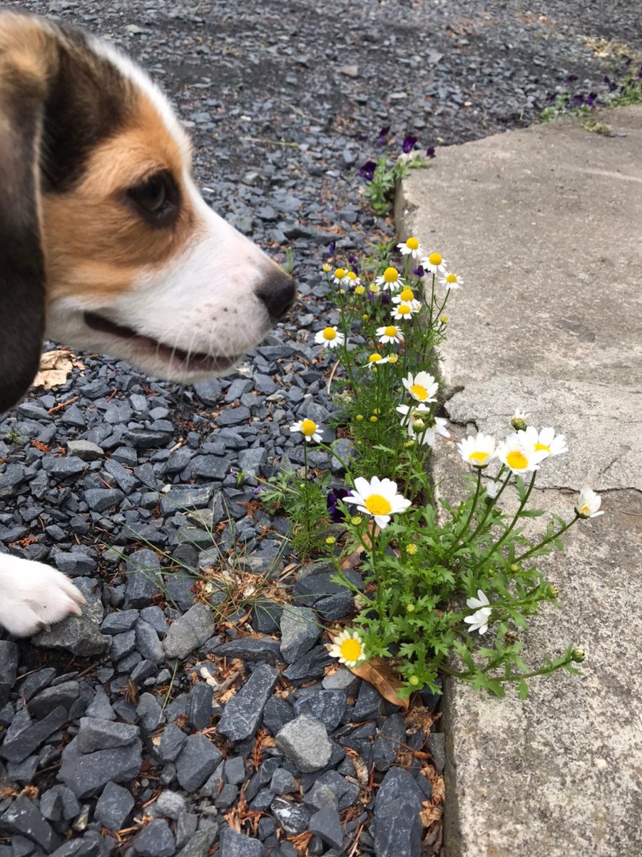 #みんなのパピパピ姿見せて