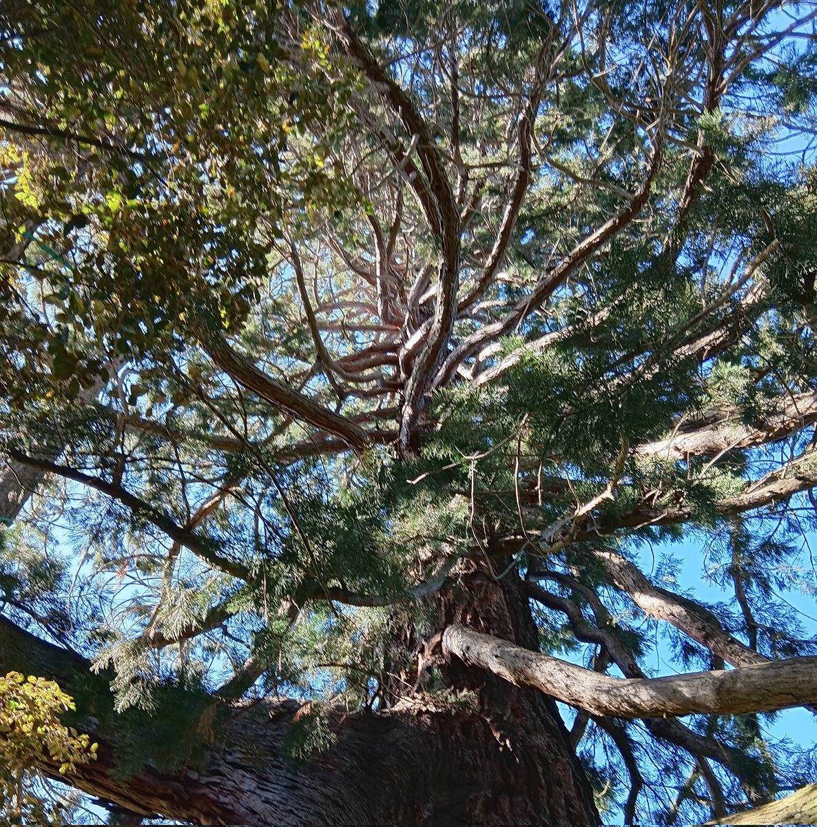 KiwiBiohacker's tweet image. I spent some of the morning at the #DunedinBotanicGardens.
It was perfect weather - people were even out with #pennyfarthing #bicycles!
#NewZealand