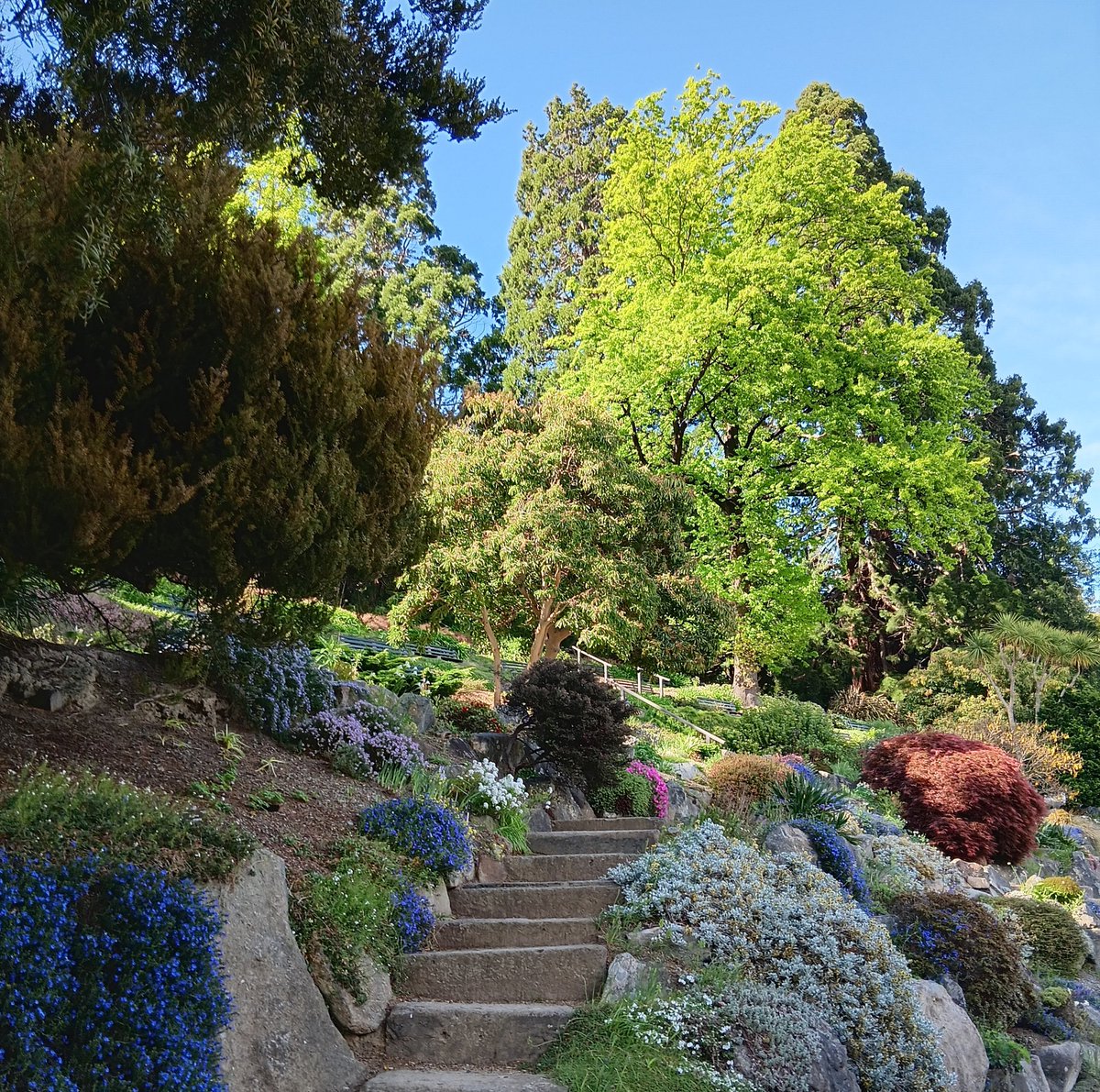 KiwiBiohacker's tweet image. I spent some of the morning at the #DunedinBotanicGardens.
It was perfect weather - people were even out with #pennyfarthing #bicycles!
#NewZealand