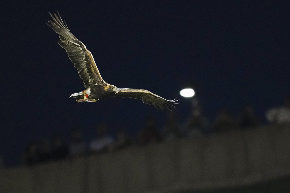 AuburnFootball's tweet photo. A Tradition unlike any other 🦅 https://t.co/QcPO6Th26z