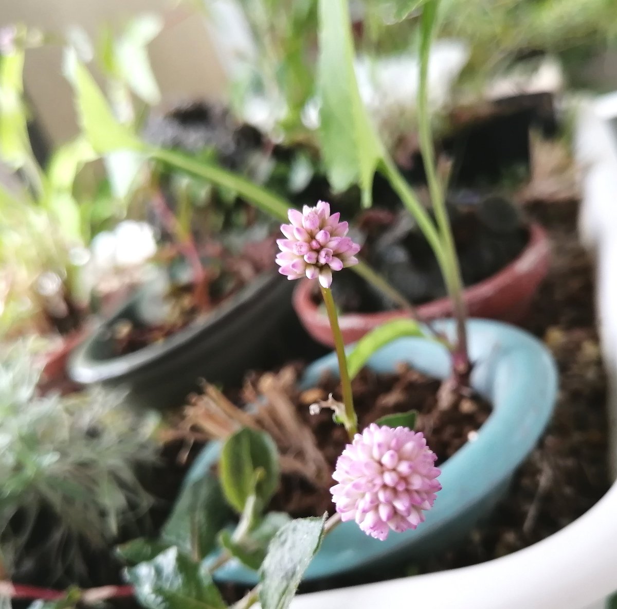 zoukimaple's tweet image. ヒメツルソバ
ピンクの可愛い花を咲かせてる。
つかの間のベランダ時間。
さぁ今日も今日とて、やることだらけ。一つ一つこなしていくよ!
ε=ヽ(*・ω・)ノ