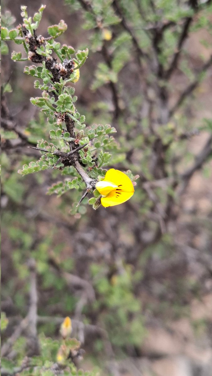 Adesmia melanocaulos 🍀
San Ramón, Taltal 🇨🇱