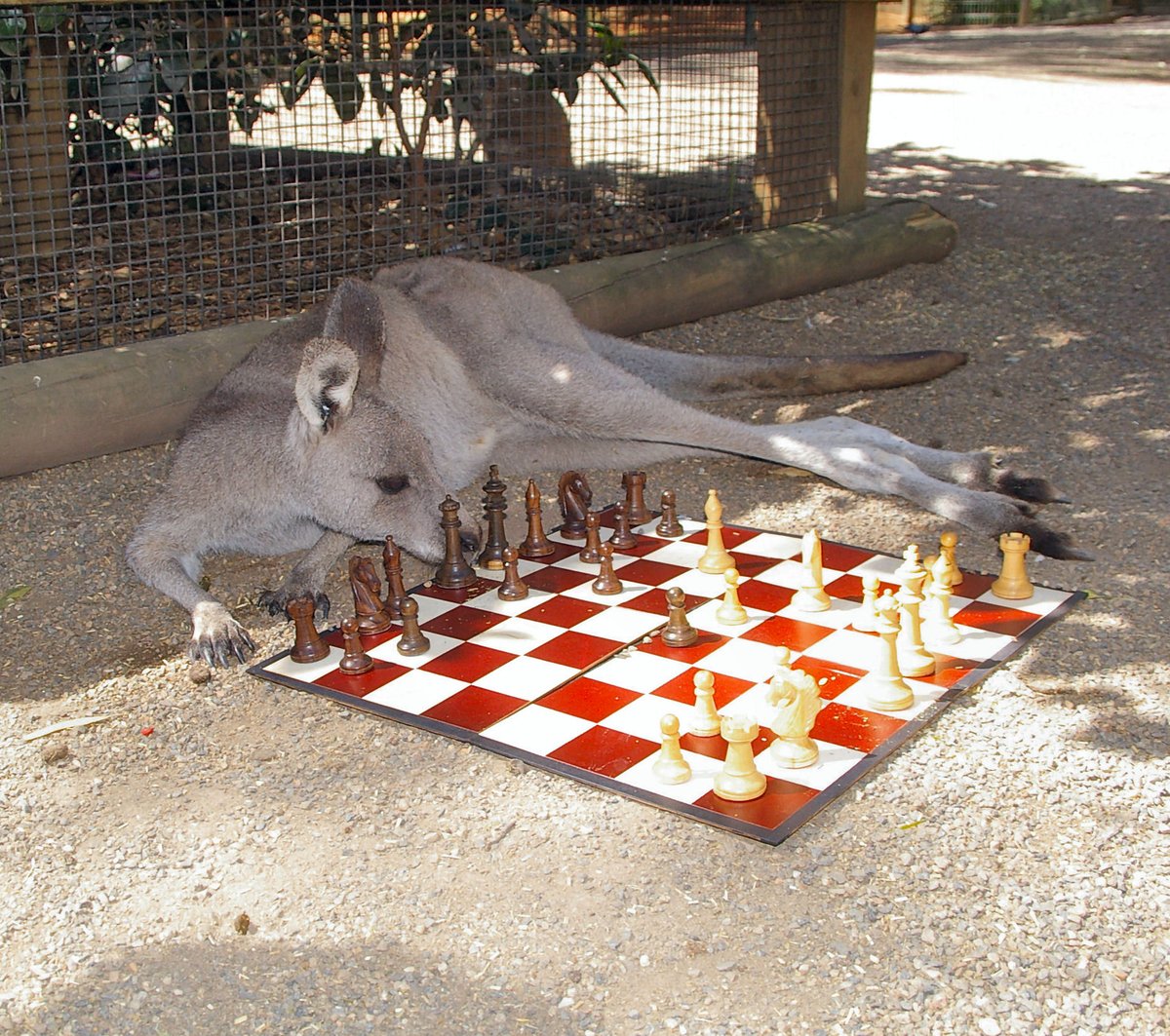 Another pic from Cathy's kangaroo photoshoot, one which remained hidden for some time  as the player behind the black pieces was about to reveal that Alex Wohl's anti-Sicilian system (1.e4 c5 2.Nf3 e6 3.d4 cxd4 4.Bg5) could be well met by 4...Qa5+.