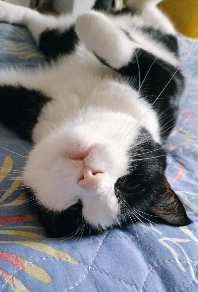 はにゃ？
ちぃはお留守番(=^・^=)

一之輔師匠の独演会
いてきま❗️🐾
みなさま
笑顔の日曜日を〜🎶

#ねこのいる暮らし𓏲𓎨 
#落語 #独演会 #お留守番