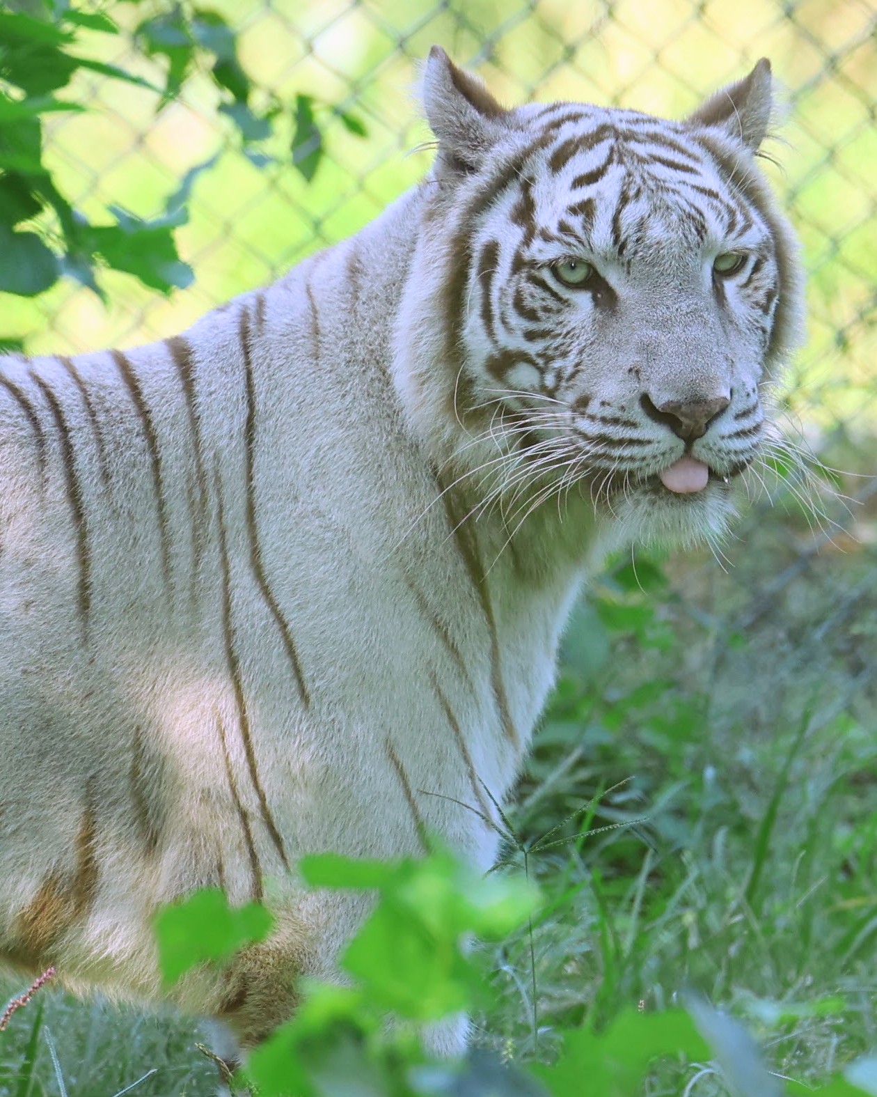 ホワイトタイガーページ ホワイトタイガーとブラックタイガー】エプロン(M～Lサイズ