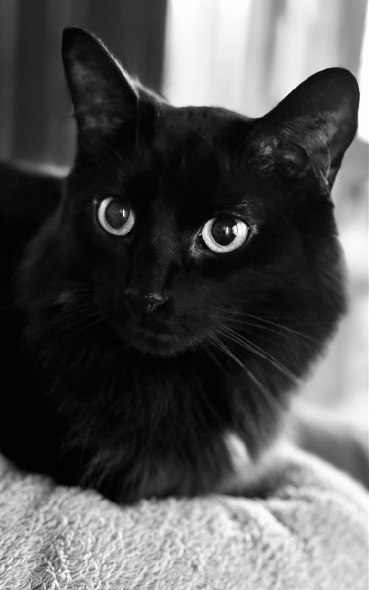 catnipaddicts's tweet image. I’m not mysterious, just selectively available. #OrangeOrBlackCatober