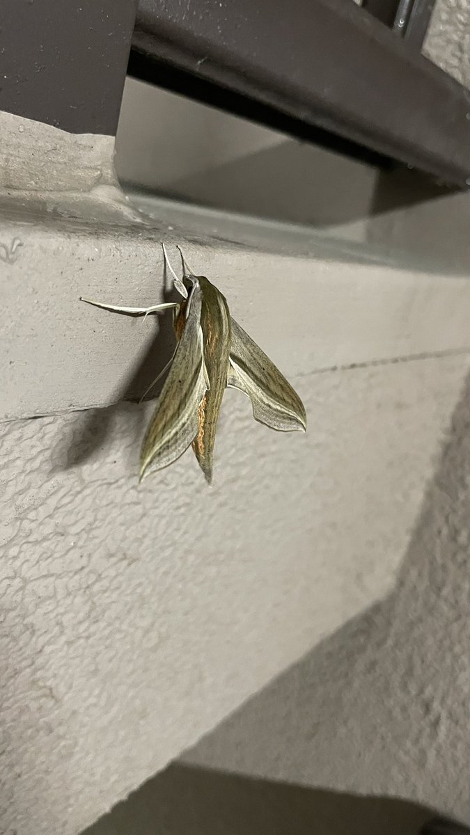 MATLAB33761100's tweet image. 昨日、階段にこの蛾がいた

Siriでの検索結果:xylophanes tersa
Googleアプリでの検索結果: セスジスズメ