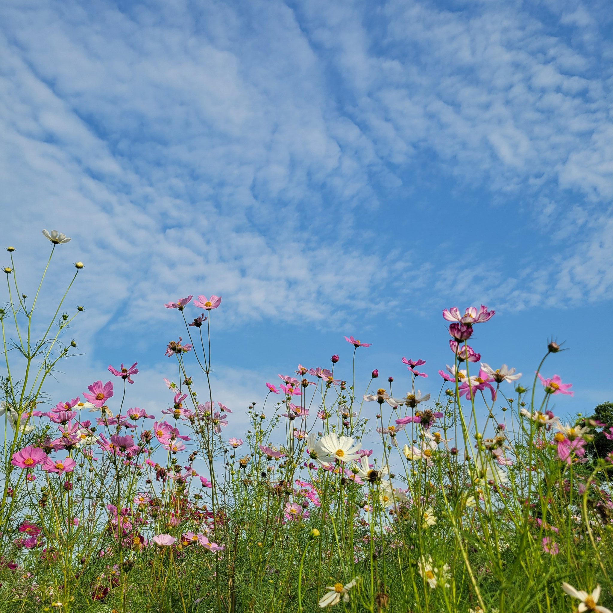 コスモスです❗️❗️❗️ 田村隆平🪐『COSMOS（コスモス）』⑦巻9/19発売 on X