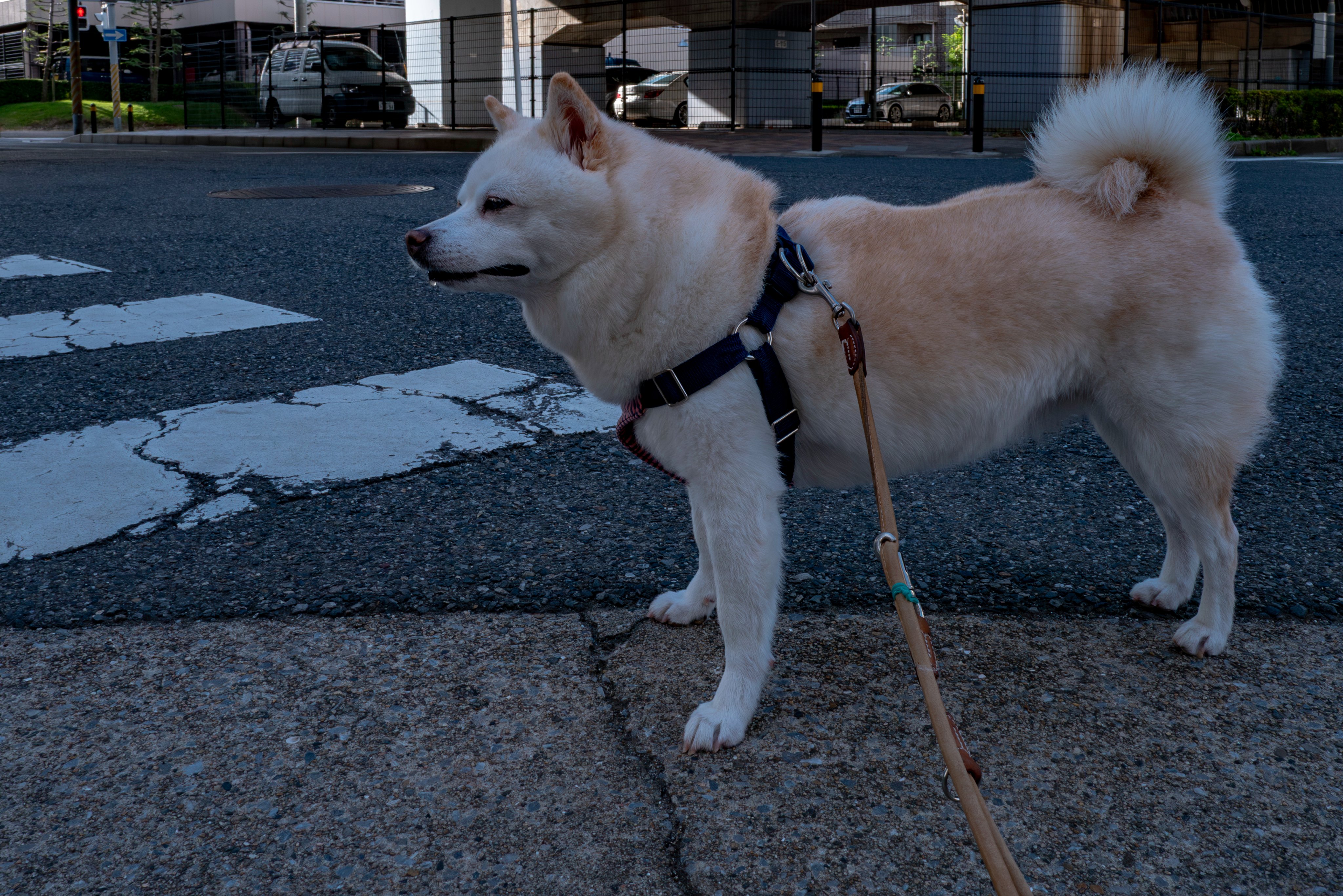 ちゃんもげみどり on X: 