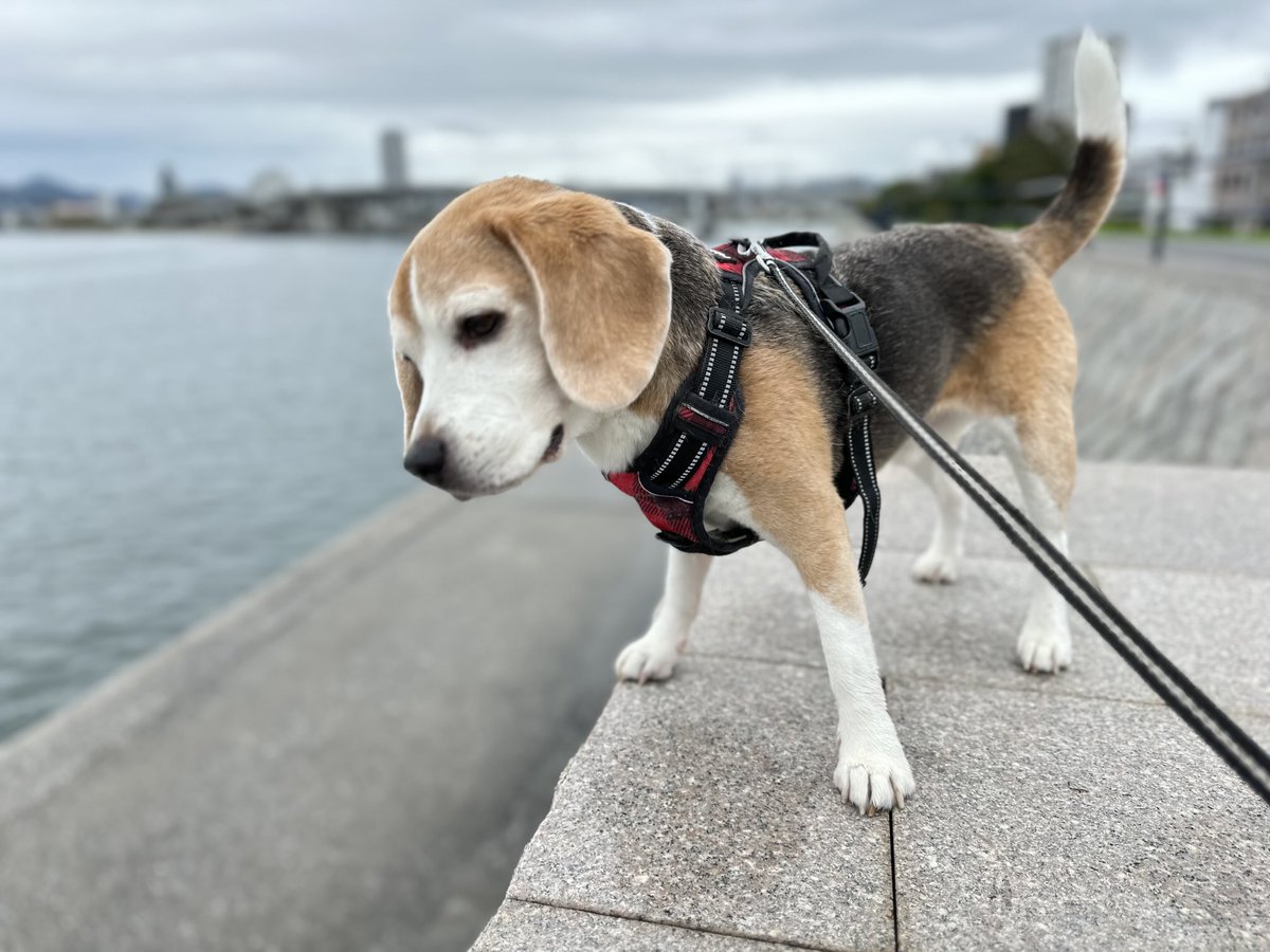 𝔾𝕠𝕠𝕕 𝕄𝕠𝕣𝕟𝕚𝕟𝕘 ☀︎*.｡
雨上がりの朝です🐶
#ビーグル
#ビーグル小太郎
#𝐛𝐞𝐚𝐠𝐥𝐞