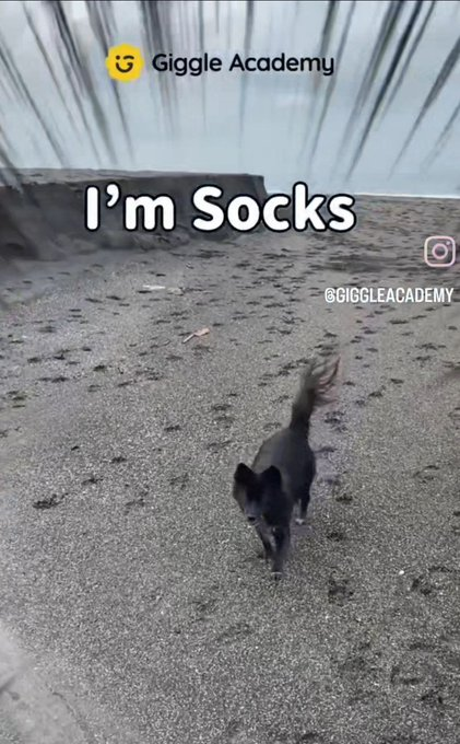 Giggle_DogSocks's tweet photo. $SOCKS is here to stay, more bullish things will come this week! https://t.co/LTIKdm2Tz1