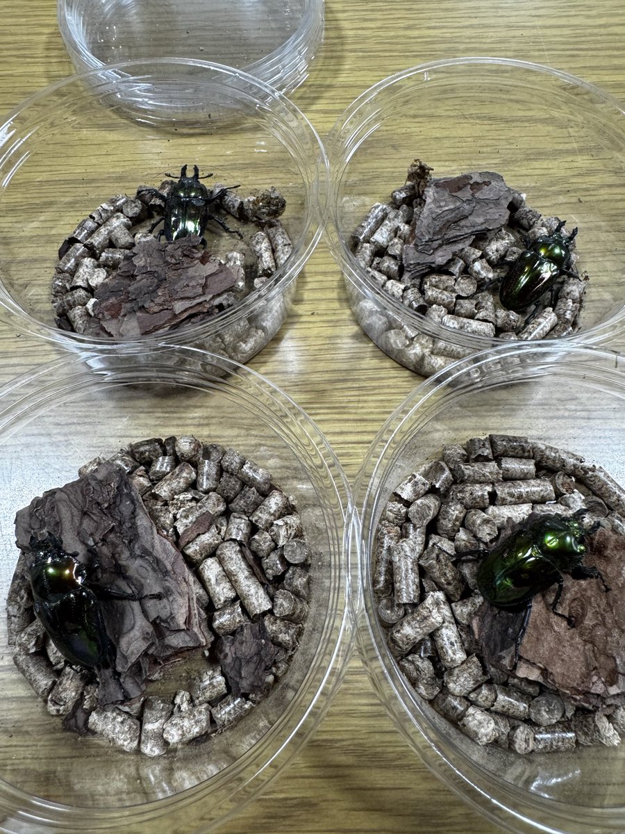 余品販売 拡散希望です🧙‍♂️
1枚目はオスしかいません🥹
2枚目は上下セット😀
3枚目は縦1列セット😄
4枚目はメス単です😌
全て未後食です。
羽化は9月10月です。
気になる方はDMよろしくお願いします！