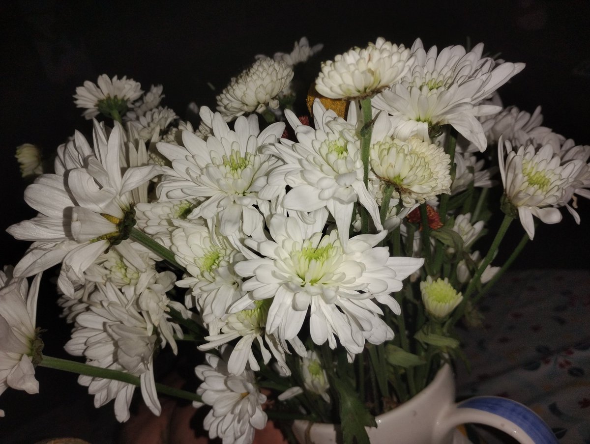 The white flower mystery is solved. My son found them on the road in front of our house. They are mine now. 🤣