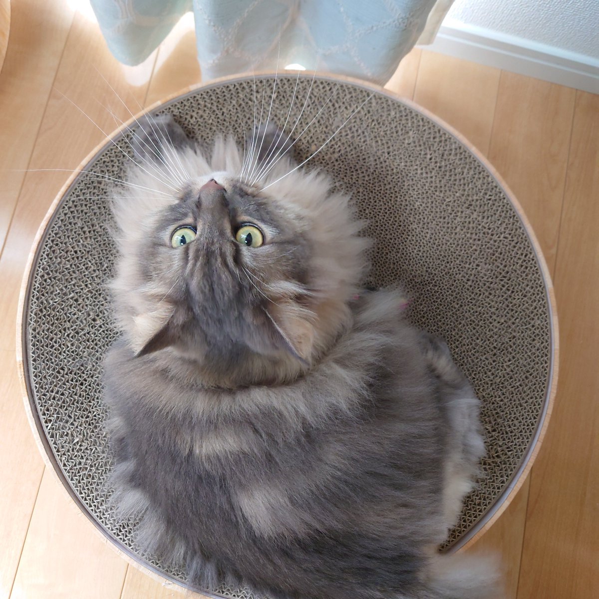 とびちゃんが犬だったらリングドッグしてもらいたいたかったなあ🥹
家族にだけ人懐っこくて犬みたいな性格だけど猫なんだよなあ😂