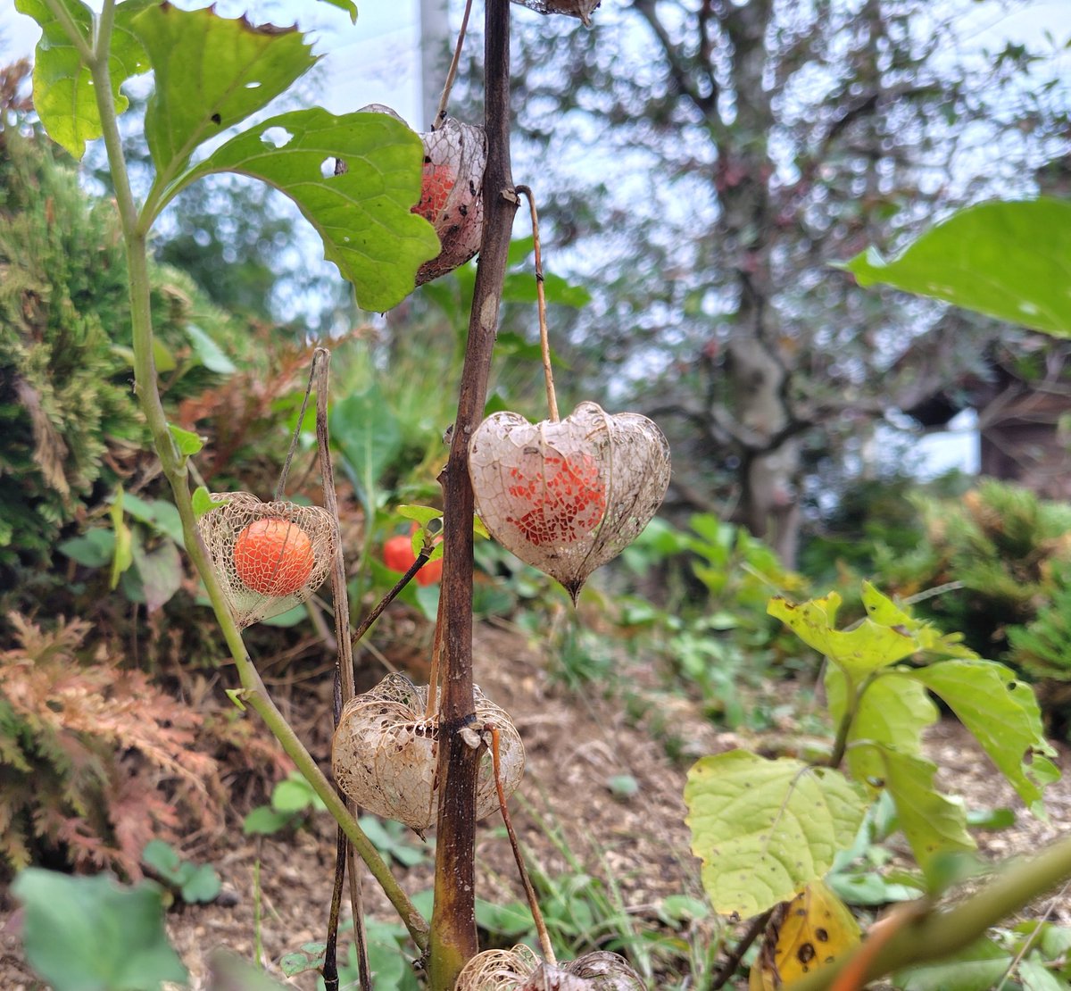 昨日は、地元小学校と運動会🏃

境内の富士山では、
ホオズキがスケルトンに🙃

本日も、健やかに穏やかに過ごしたいものです🍀