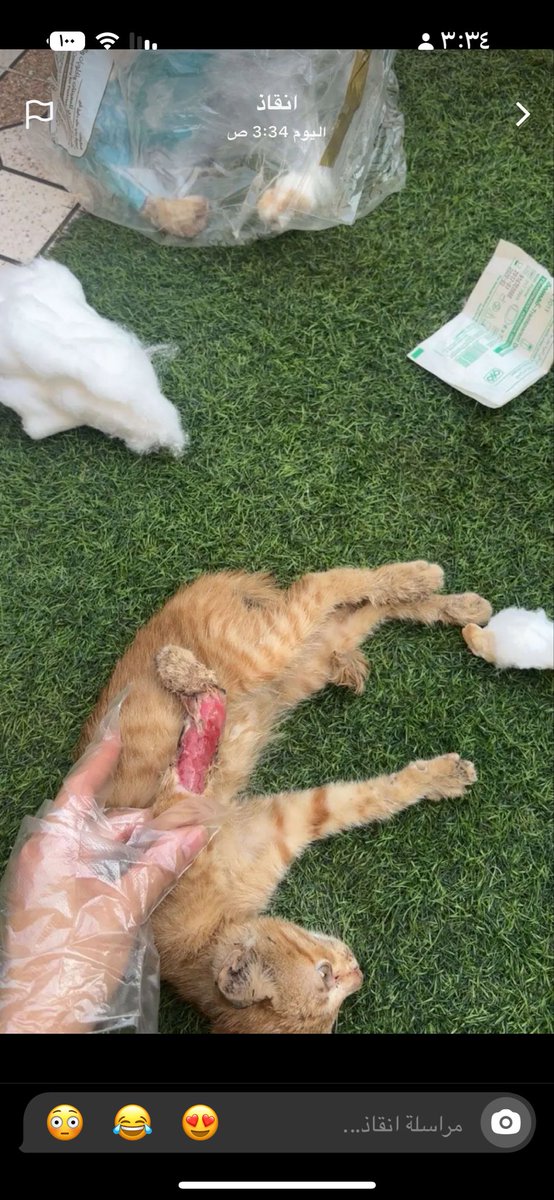 تبوك 
قطة بالحديقة يدها متسلخة و لا عندي القدرة لعلاجها للانقاذ تواصل مع الرقم
0530426739