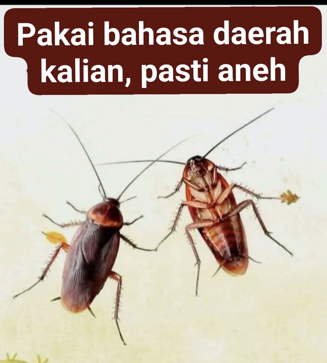 Ketawa itu GRATIS 🛩 tweet media