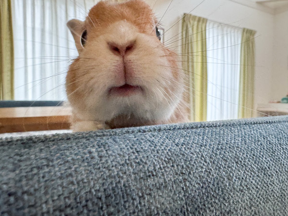 うさぎのタルトさんち🐰Tart&Chiffon (@tart_san) / Posts / X