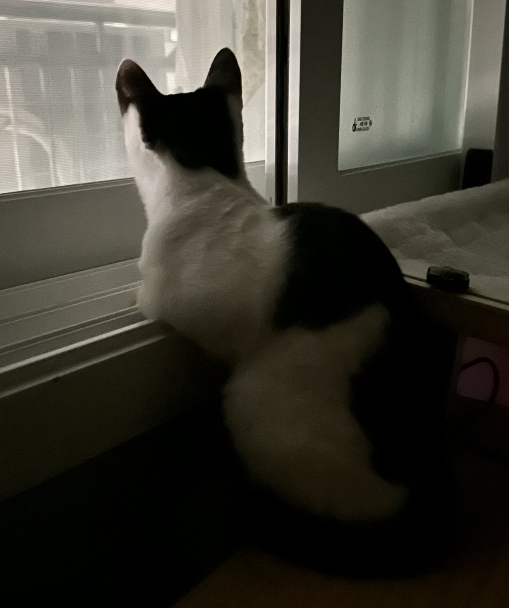 Gurrrmizip's tweet photo. 팔짱끼고 사색을 즐기는 고양이 남궁구름☁️
안보이는 줄 알았는데 이 창문에서도 바깥에 차 다니는게 보이더라 ㅋㅋㅋ
우리집 창문이 준비된 구름이 전용 중형티비였다니! https://t.co/xceErMGVcz