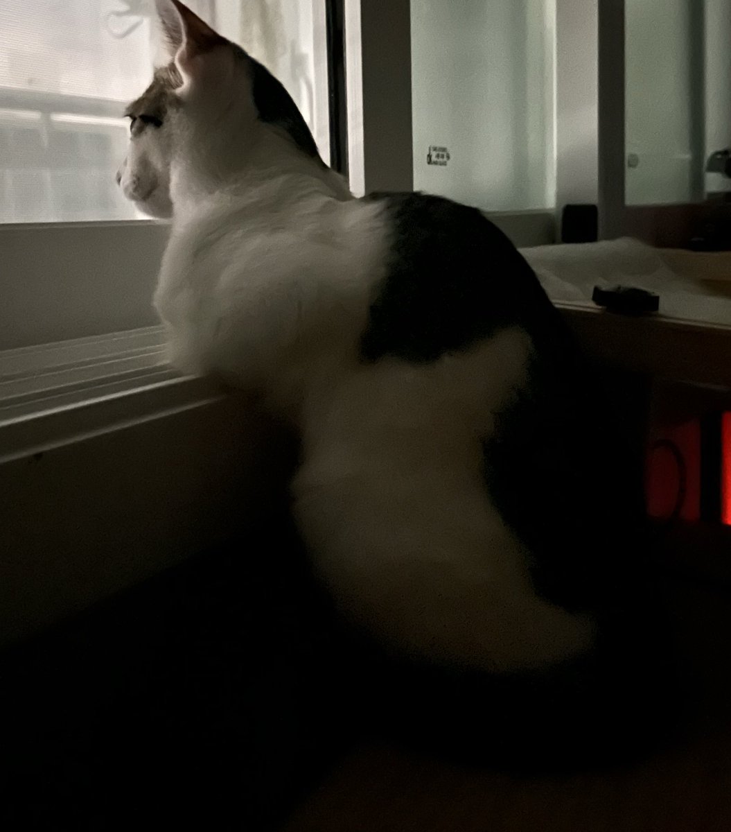 팔짱끼고 사색을 즐기는 고양이 남궁구름☁️
안보이는 줄 알았는데 이 창문에서도 바깥에 차 다니는게 보이더라 ㅋㅋㅋ
우리집 창문이 준비된 구름이 전용 중형티비였다니!