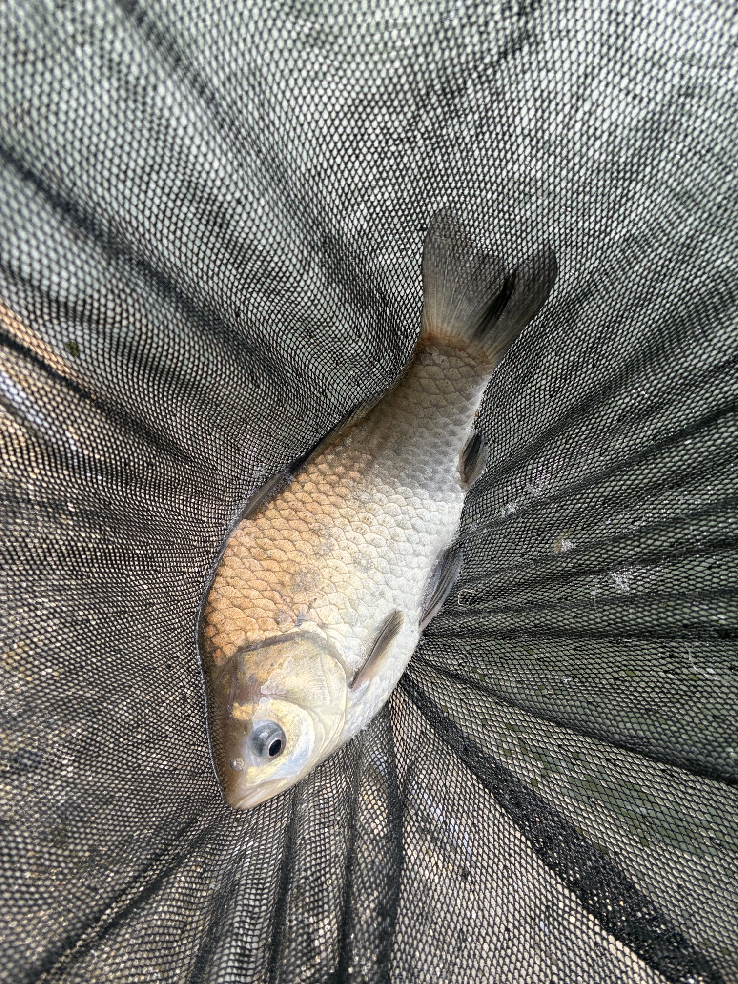 ☆*:.。. ガオちゃんページ.。.:*☆ らいおんうどんガオ〜ちゃん✋🐯✋ (@gaooooooooooooh) / X