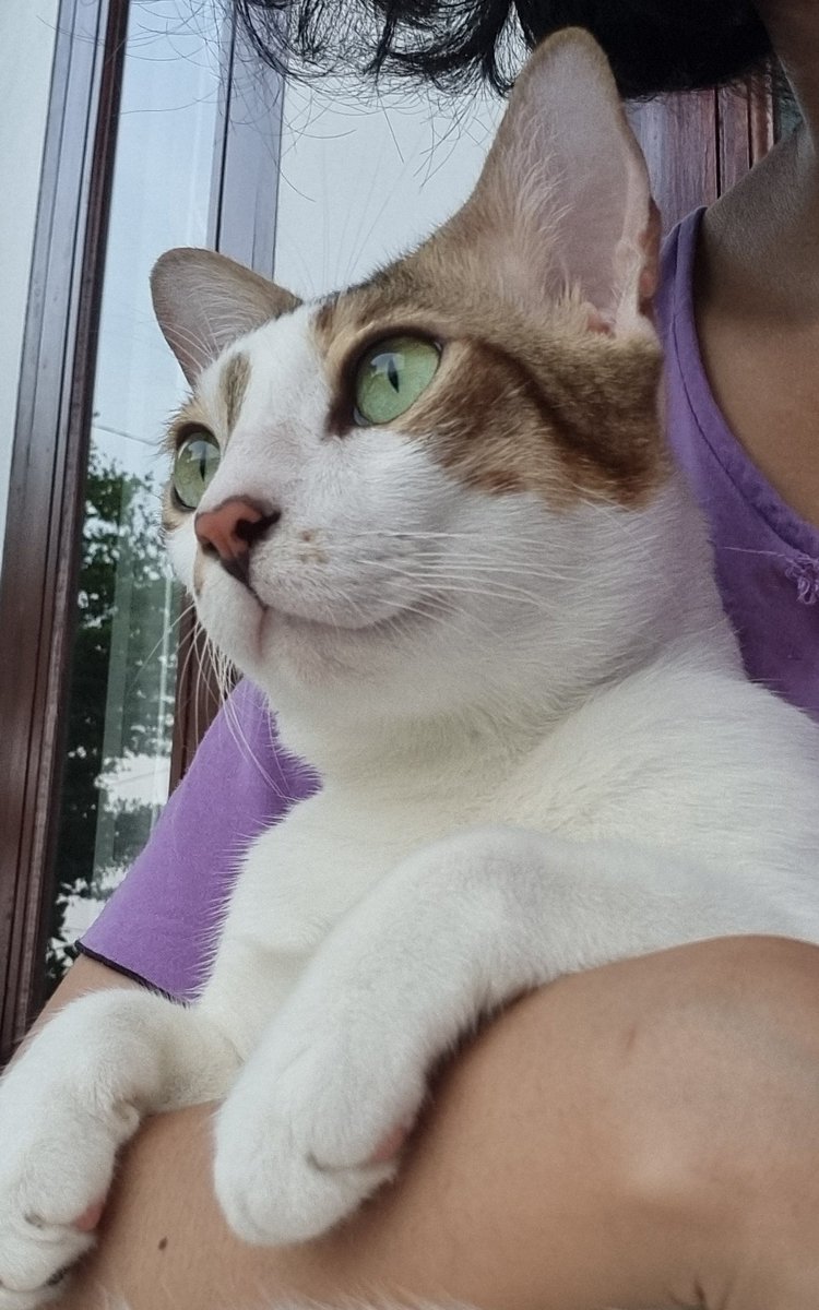 Happy rescue-day, Akira, my most beautiful blessing~~~~~🫶🏼🫶🏼🫶🏼

Panjang umur, yaaaahh ... jangan sakit-sakit lagi, harus tetap sehat dan bahagia.🥺 Jangan kabur-kabur lagi, huhuhuhu. Mama galau ga liat kamu minimal 10 kali sehari.😔💔 Also stop spraying anjay, pesing lu bau.😤🫵🏼