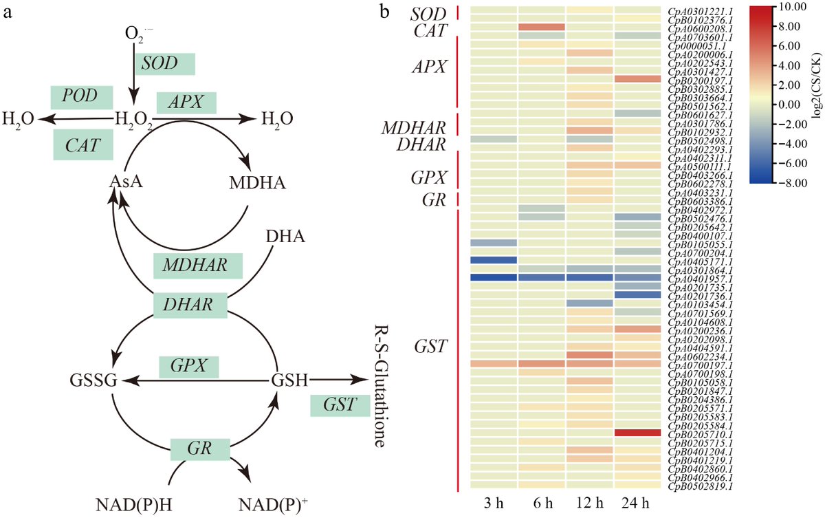 #GrassResearch #ElephantGrass #ColdStressResponse 
❄️Transcriptome study finds thousands of DEGs in elephant grass roots under cold stress, with key roles from hormones, MAPK pathways, TFs and antioxidants. 🔍
<a href="/MaximumAcademic/">Maximum Academic</a> <a href="/AbioticStress/">Abiotic stress in plants (Green Survivors)</a>
Details: maxapress.com/article/doi/10…