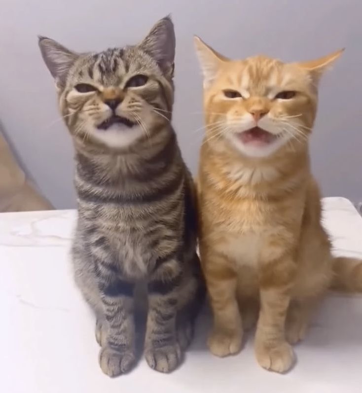 cam (@camnosabe) on Twitter photo 