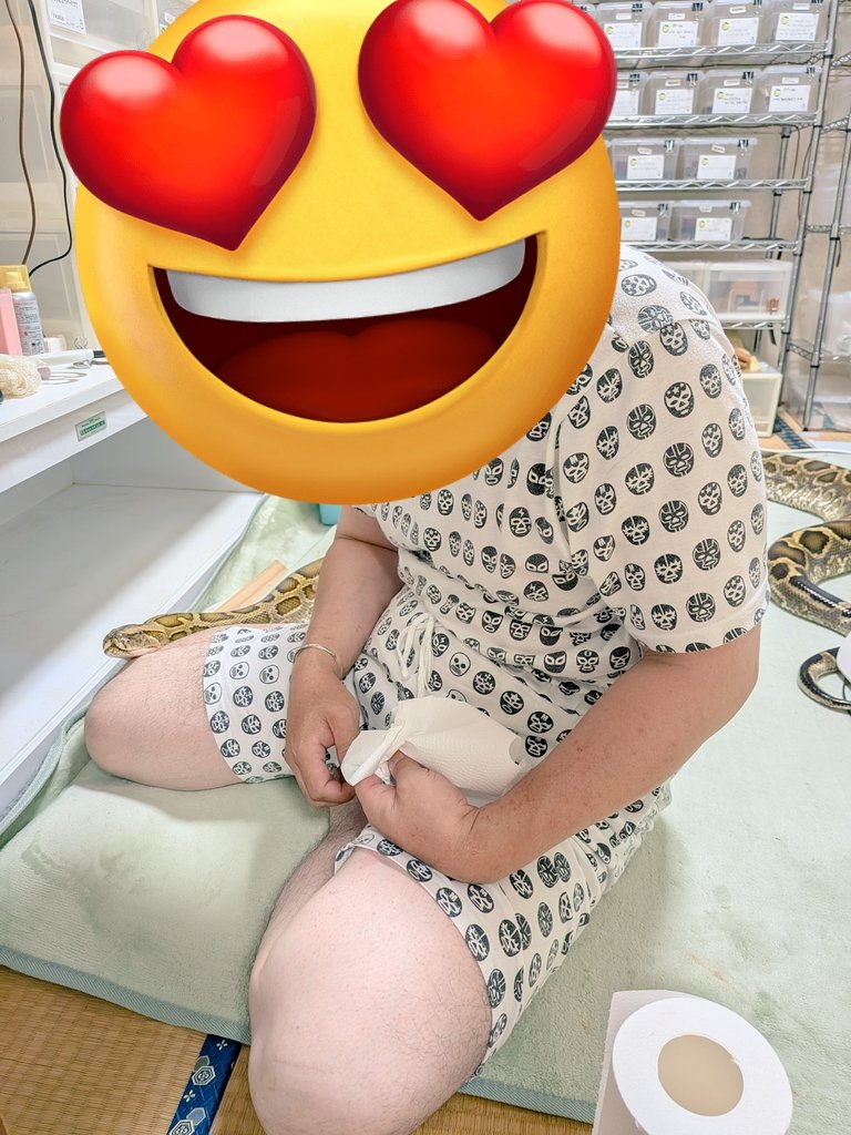 BallPython1207's tweet image. 福ちゃん、まーた店長にひざ枕✨
甘々です❤
11時〜
「バナナの家」開けまーす😊✨
良き一日を〜\(^o^)/
#バナナの家
#ボールパイソン
#爬虫類
#ballPython