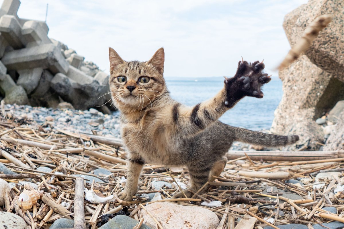 コダマナオコ🐈 (@powder705) / X コダマナオコ🐈 (@powder705) / X
