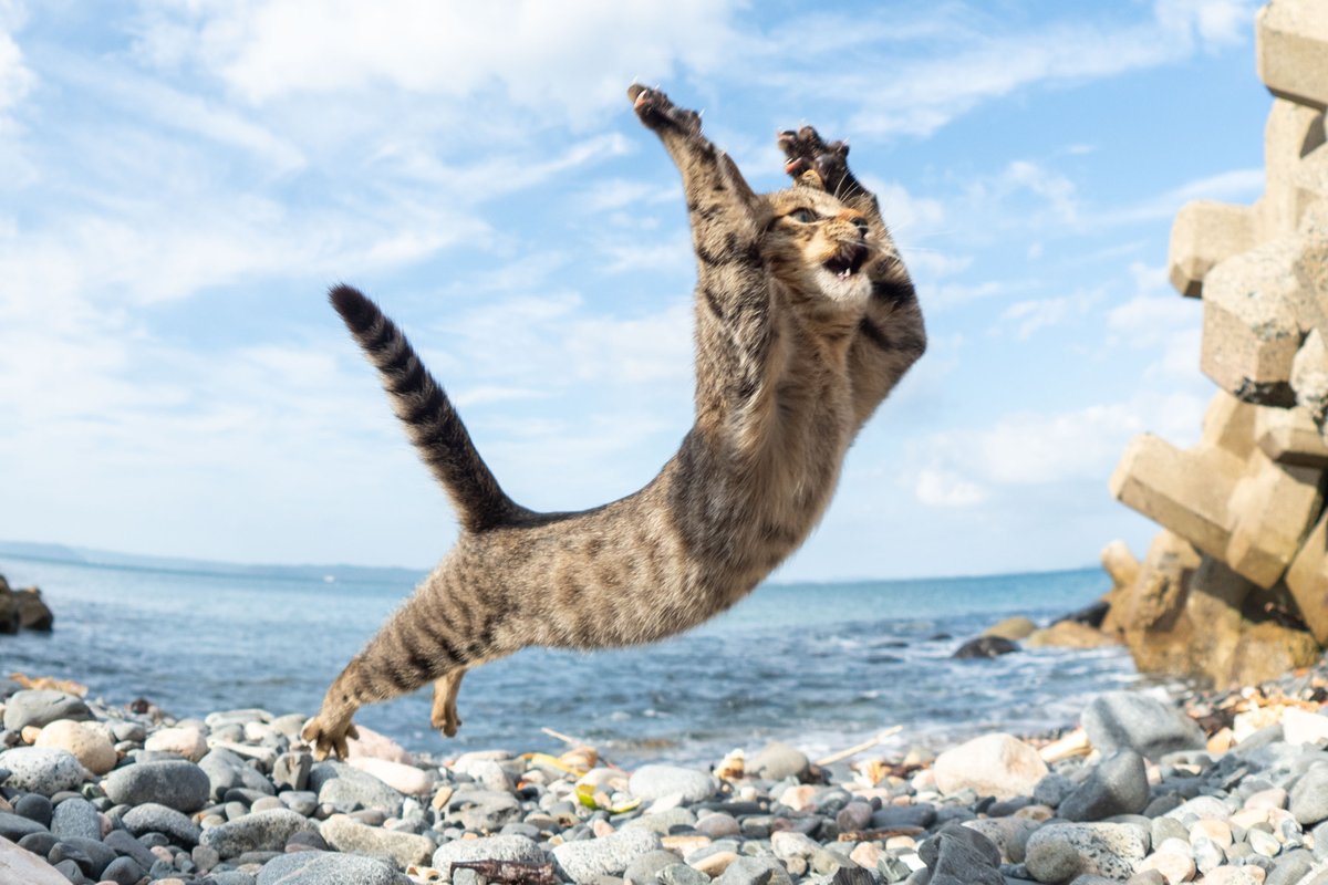 魚眼レンズで撮った子猫、パースが効いてて漫画的ダイナミックかつ表情もばっちりで写真として極まってる