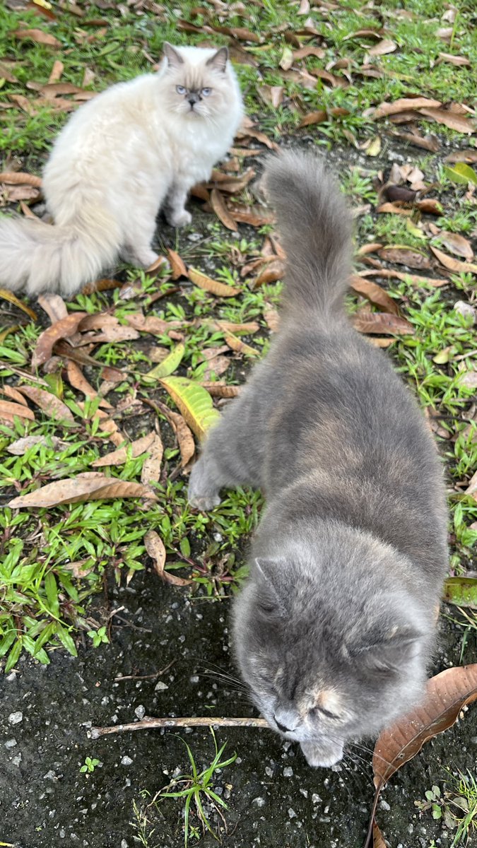MisiComel's tweet photo. Dia: Mcm berisi je sekarang, dah tak lari ke?
Aku: Yang berisi tu aku ke kamu? 😏

Secret training ❎ | Ambil gambar ✅
Kenapa kena lari kalau boleh ambil gambar je?

Acik ❤️ https://t.co/DpOVYFAuwp