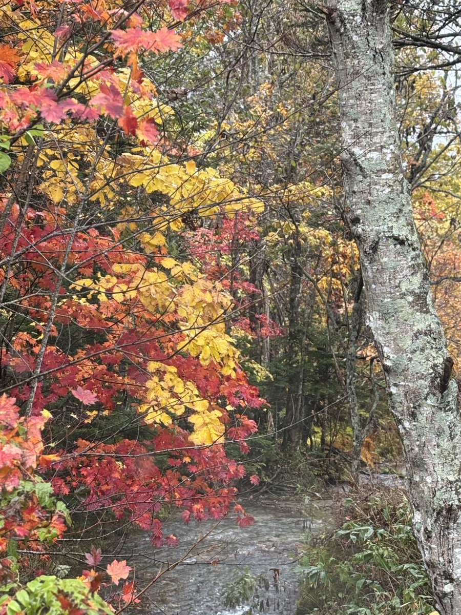 やっしー＠いよいよふってまいりました。 tweet media