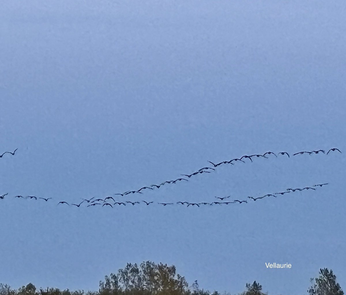 VijayEllaurie's tweet photo. Good evening 🕊️ Directly on their flight path😲 What an amazing sight. I caught only half the flock. 😌They were much lower, flew just overhead, then picked up height as I was out in the garden just now! What a cool sight.  #fall #fallcleanup #gardening #gardeningchores https://t.co/d0bBdpARqG