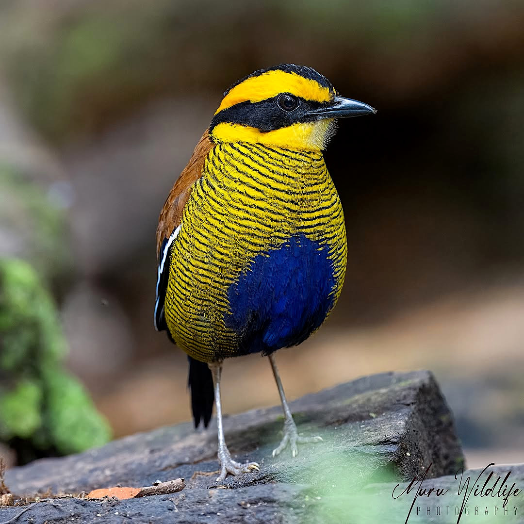 TheBatBotLab's tweet image. Diagnostic plumage feature alert 📚🔍: The male Bornean banded-pitta (Hydrornis schwaneri) exhibits a striking blue belly, a sexually dimorphic trait possibly linked to mate selection🧵🔵. Photo: Shanmugavel Murugesan. #Biodiversity #Wildlife #Birds #Birding #WildlifePhotography