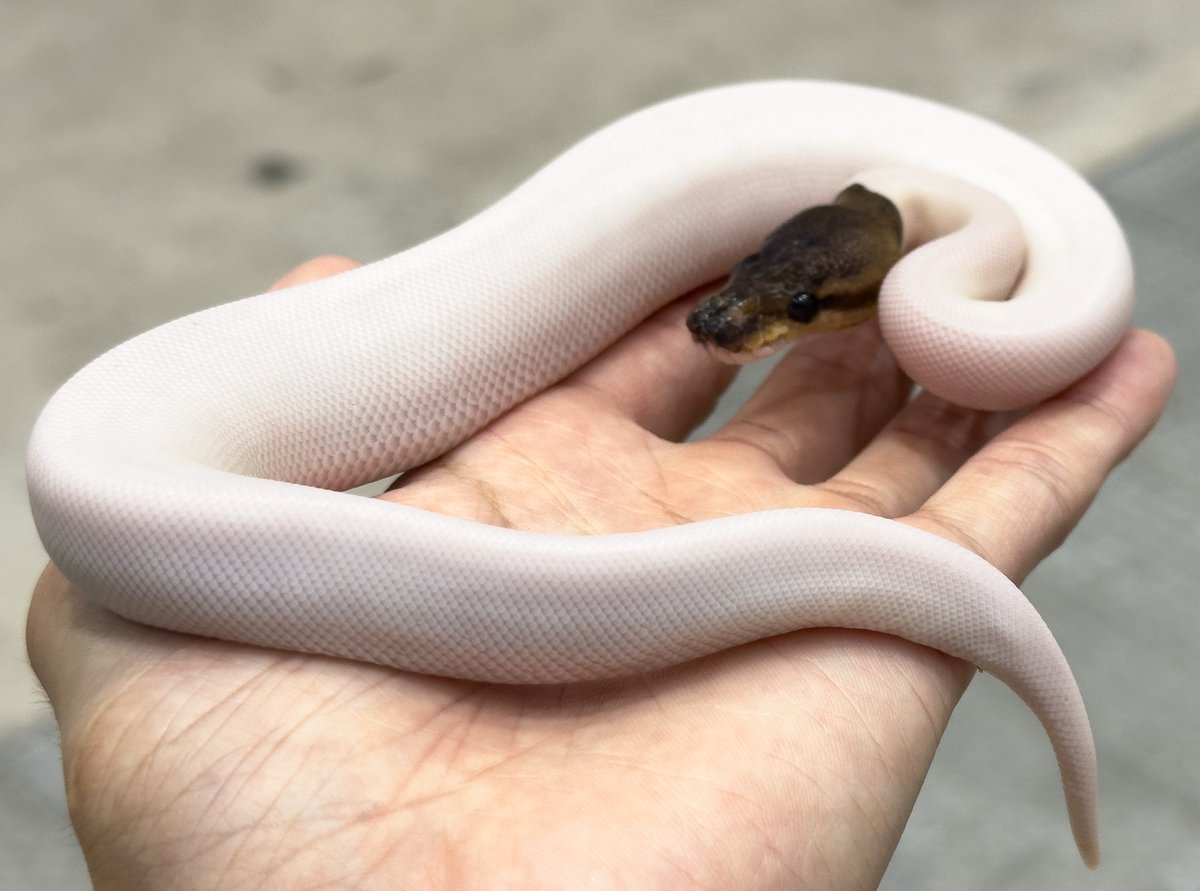 BIGレプ2日目開場しました〜！！

今日も一日よろしくお願いいたします🔆🤍

24番ブースでお待ちしてます🔥